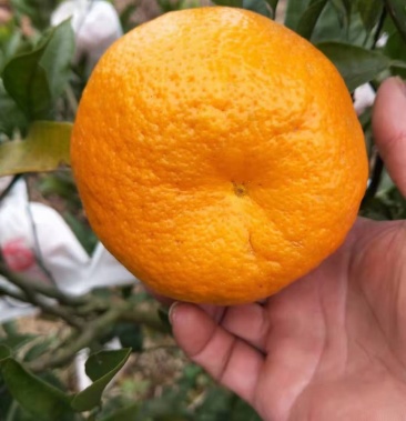 爬爬柑新品种大雅一号