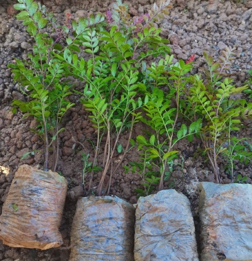 清香木小杯苗云南昆明宜良清香木种植园直销