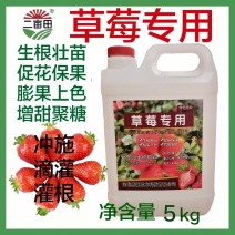草莓专用水溶肥生根壮苗促花保果膨果上色增甜聚糖