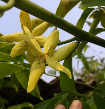 [九里香批發]鷹爪花苗,真鷹爪花苗,家庭農場,農業種植品種價格20.