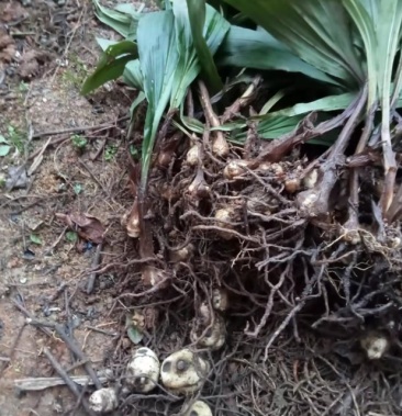 [慈姑批发]纯野生毛慈姑价格150.00元/斤 - 一亩田