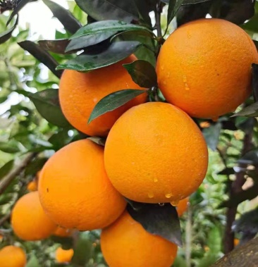 [橙子批发]纽荷尔脐橙(圆红)价格1.80元/斤 - 一亩田