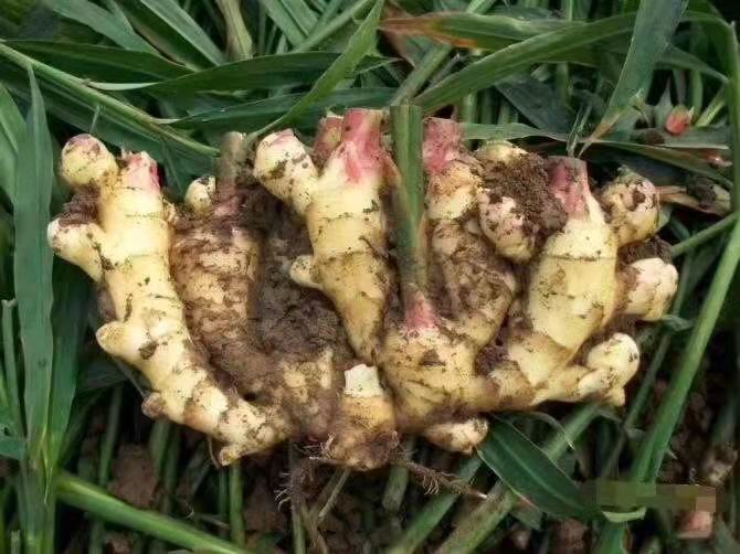 对比展示两组大黄姜植株的根系发育情况:左侧为未使用生根剂的对照组,根系稀疏短小;右侧为使用复合生根剂+菌肥处理组,根系发达,须根密集,主根粗壮,土壤疏松呈团粒结构 大黄姜田间根系发育对比图