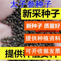 正宗太子参种子发芽率95左右药用四叶参孩儿童参新种子