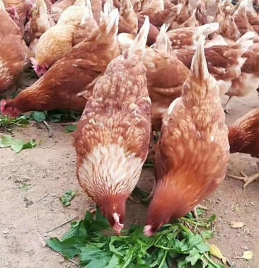 [蛋鸡苗批发]优质红毛蛋鸡苗大午金凤鸡苗海兰褐红毛蛋鸡苗海兰灰高产