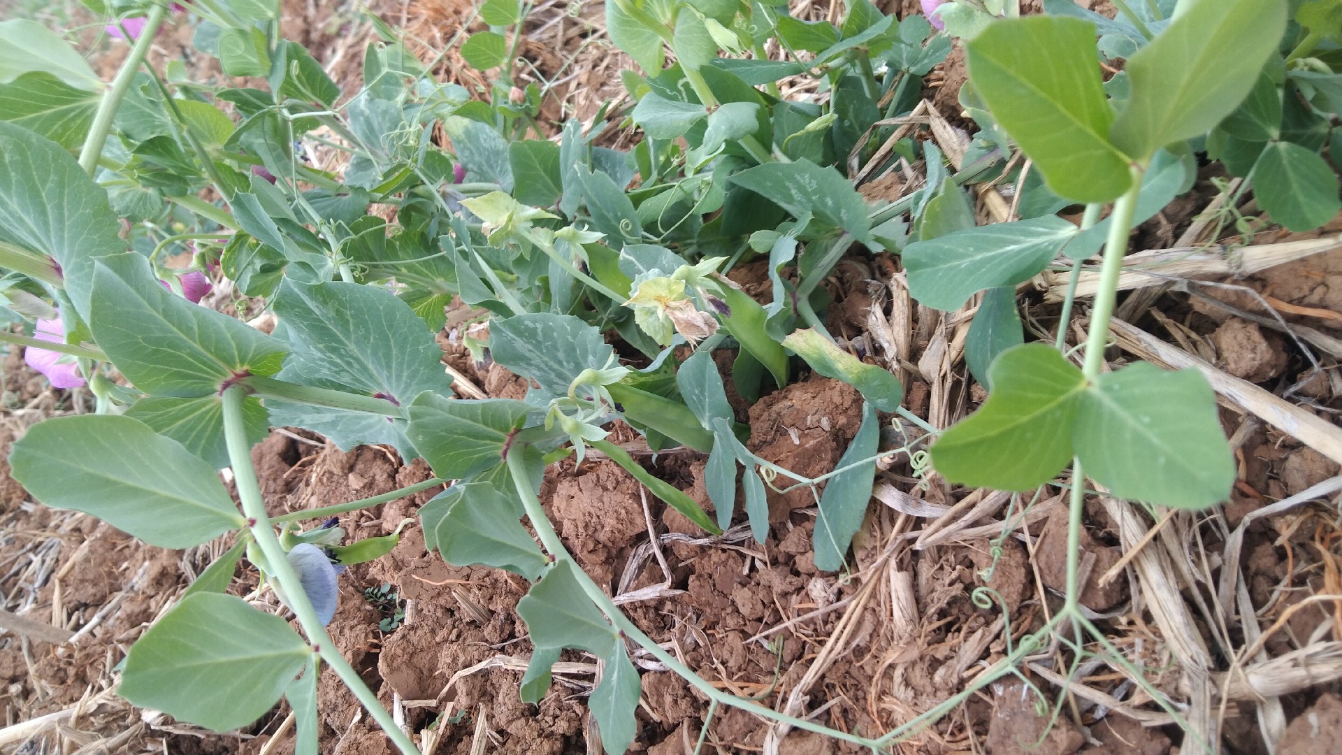 左侧为荷兰豆植株,展示其蔓生习性与扁平嫩荚;右侧为普通豌豆植株,显示直立生长形态与圆筒形成熟豆荚。背景为田间种植环境,阳光充足,土壤疏松。 荷兰豆与豌豆植株对比图