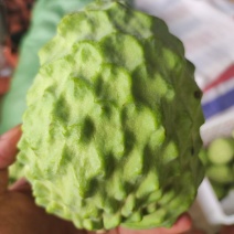 精品释迦果现摘现发，产地直发，整车及一件代发！