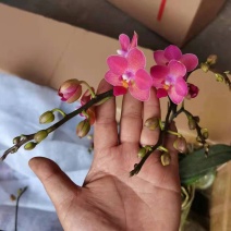 进口欧美香花带香味3.5寸单梗枝蜡纸型花花期长达半年以上
