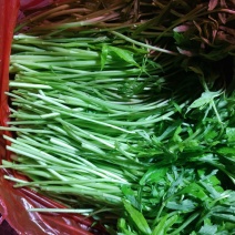 精品芦蒿大量供货