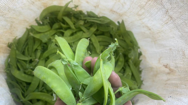 翠冠荷兰豆采收与分拣场景