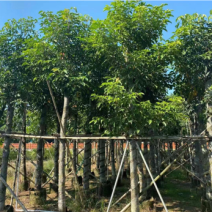 秋枫重阳木茄冬树低价出售米径3-30分
