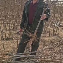 大红袍李子苗，1-2-3年生苗。保证质量保证纯度保证成活