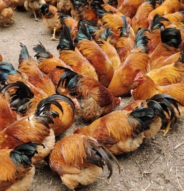 灵山玉米粉料土阉鸡