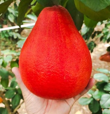 泰国暹罗三红柚优缺点图片