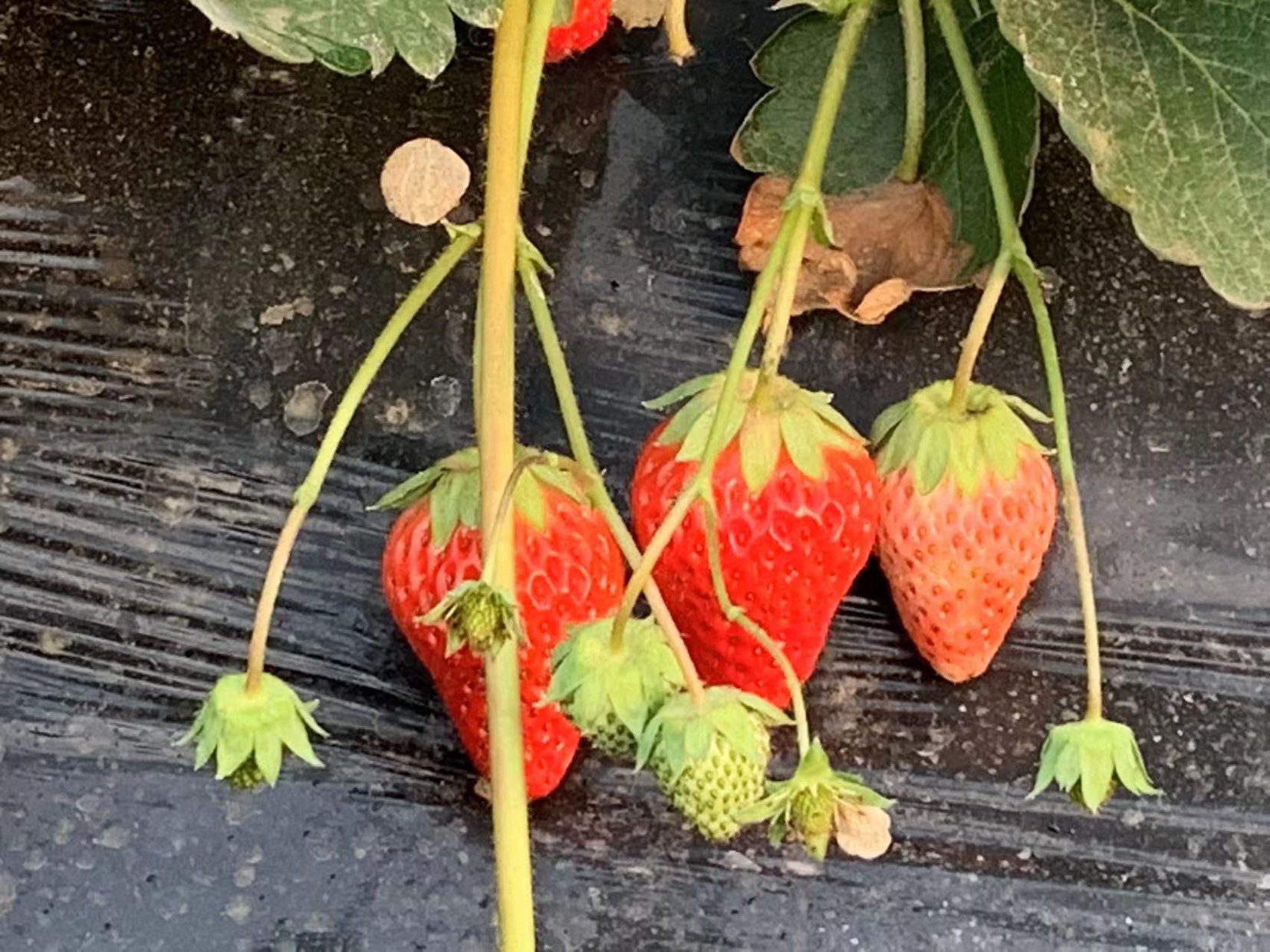 奶油草莓植物的果实特写,展示其饱满多汁的外观和鲜亮的红色 奶油草莓植物的果实特写