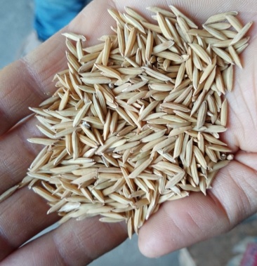 [籼稻谷批发]野香优莉丝价格1.70元/斤 - 一亩田