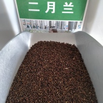 二月兰种子春秋季节播种品种好欢迎选购