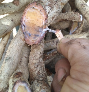 [杜仲藤批发]杜仲藤,藤杜仲,纯野生藤杜仲纯根部,浆多丝多,味道香.