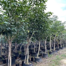 紫花风铃木袋苗假植苗紫花风铃木1-5公分高度1-2米
