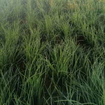 民勤特产沙葱，本人专业种植沙葱，可视频看货，诚意推荐