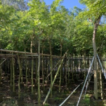 黄花梨树苗海南黄花梨袋苗4-15公分截杆骨架