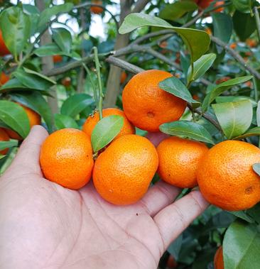 [沙糖桔批发]广西砂糖橘,超甜不打农药不打除草剂价格55