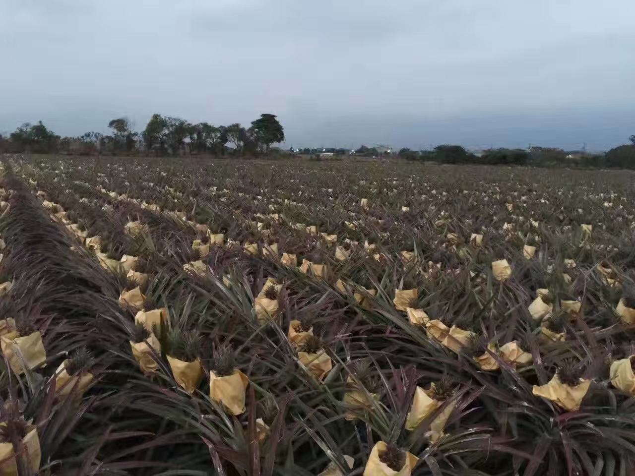 菠萝幼苗定植现场图