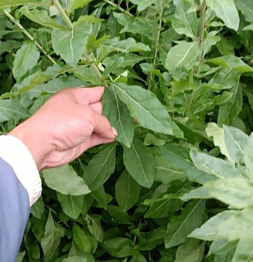 阳山大叶苟杞苗大叶苟杞