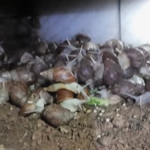 白玉蜗牛