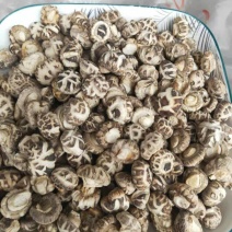 各种剪脚花菇小花菇花菇丁、产地直发品质保证