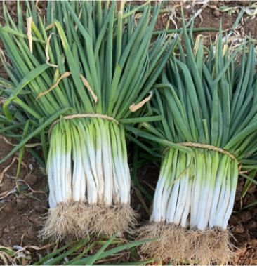 河南南阳分葱大葱粗度一厘米左右物优价廉常年有货