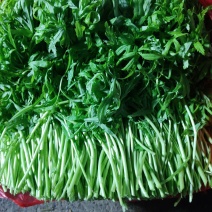 芦蒿鲜嫩长期供应