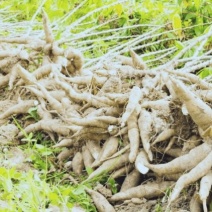 千亩基地供应新鲜黄白肉木薯