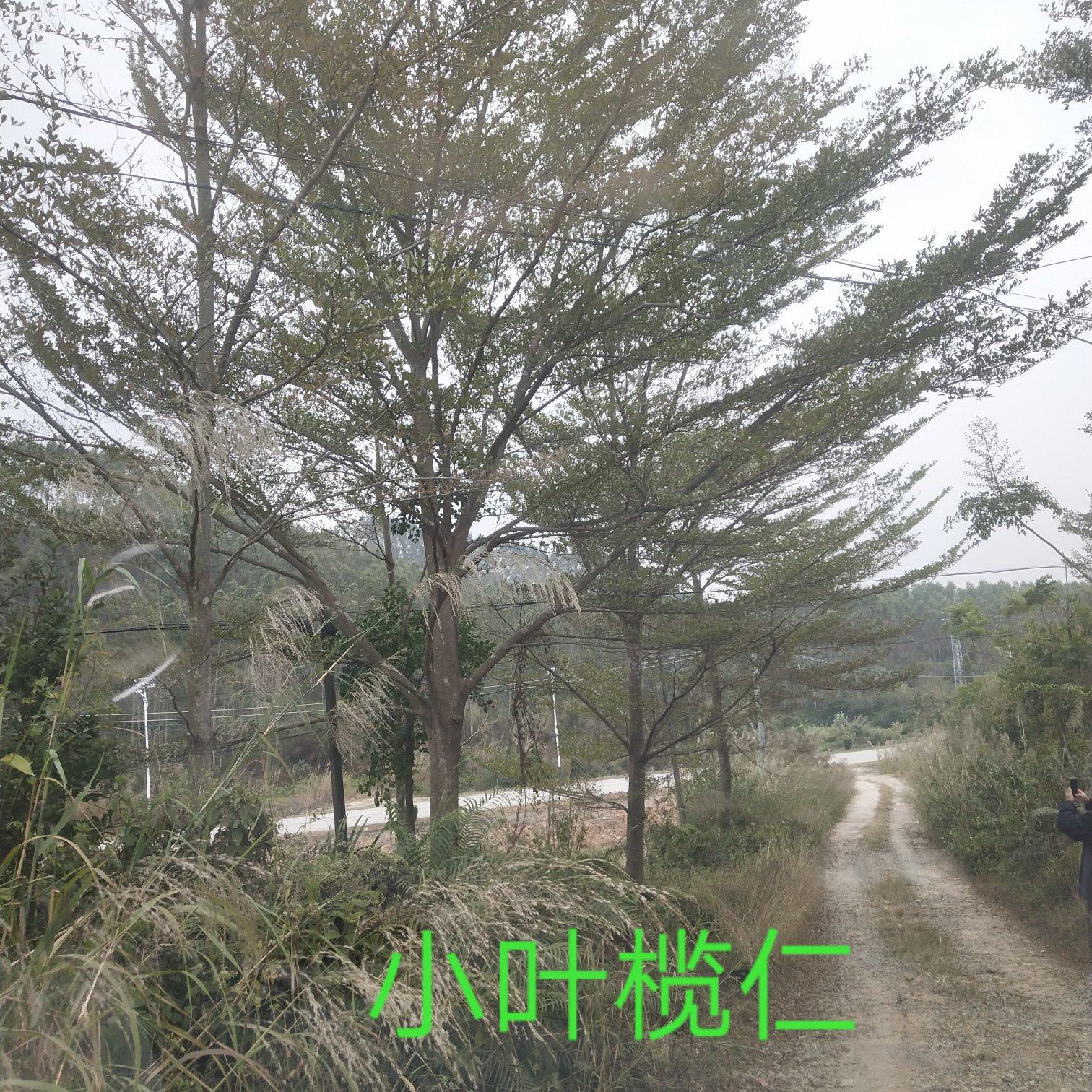 [榄仁树批发]广东江门开平市榄仁树 1500.00元/棵小叶榄仁 _ 一亩田