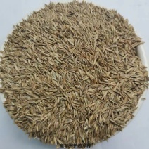 进口高羊茅种子耐践踏庭院道路护坡种子绿化草皮耐寒易种植