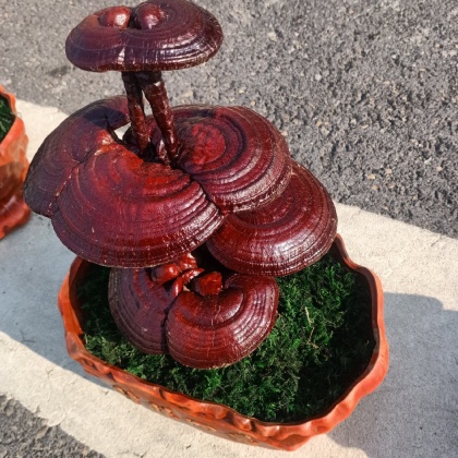 河南灵芝盆景价格行情走势 - 一亩田