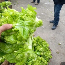 精品儿菜，抱儿菜，小心儿菜，基地大量直接供应欢迎来电订貨