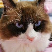 完美布偶猫