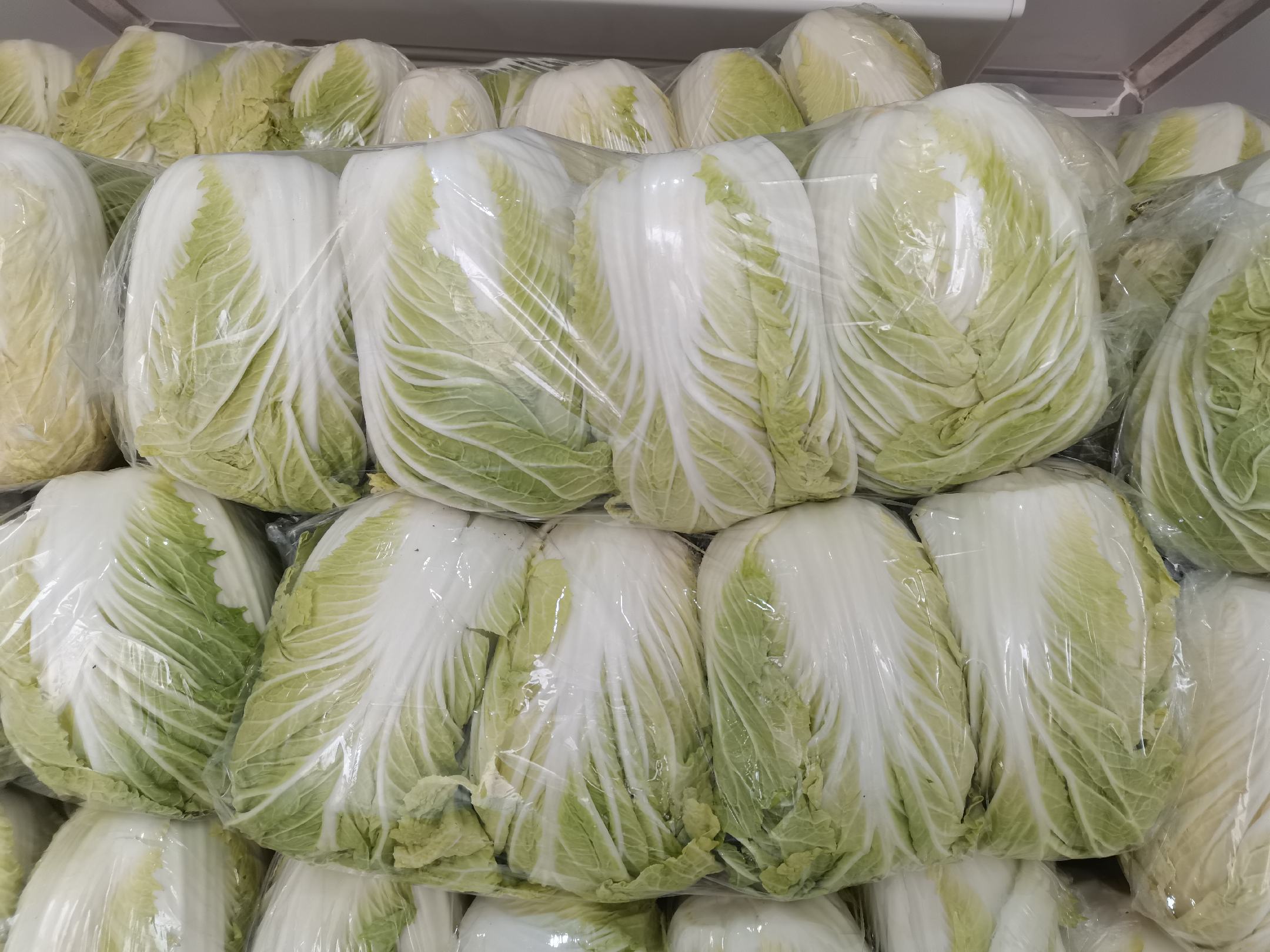 改良青杂三号大白菜在超市货架上的陈列效果