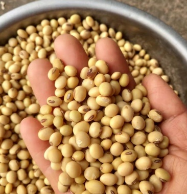 四川荣县本地豆富顺豆超高蛋白小黄豆黑眉毛黄豆