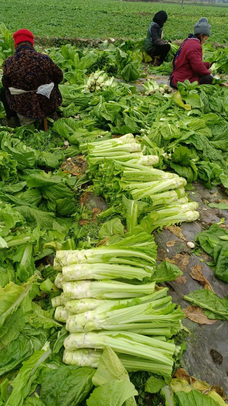 [棒菜批发]四川德阳什邡市棒菜 0.40元/斤板叶棒菜,继续出货 _ 一亩田