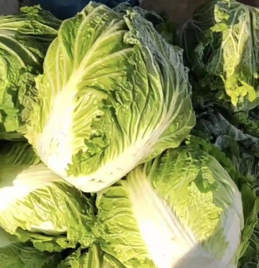 [白菜批发]供应小包头白菜4—6斤量大从优.价格0.80元/斤 - 一亩田