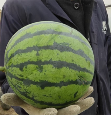 [西瓜批发]甘肃武威大漠吊瓜价格2.00元/斤 - 一亩田