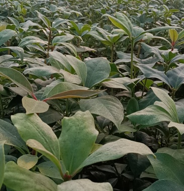 大红八角嫁接苗实生苗