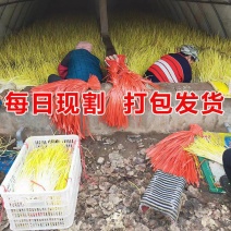 山东蒜黄大量上市，新鲜现割，头茬好货，质量保证，代发全国