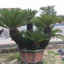 铁树苏铁盆景漳州铁树种植基地各种规格大量现货低价批发