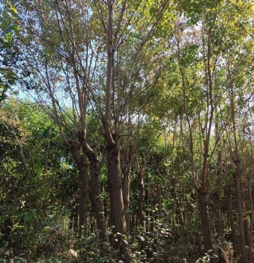 [乌桕批发]12公分乌桕价格400.00元/棵 - 一亩田