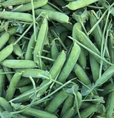 [豌豆批发]豌豆价格4.00元/斤 - 一亩田