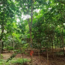 10公分七叶树