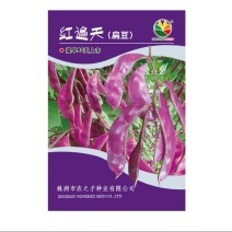 紫扁豆种子红遍天南北方种植早熟高产春秋四季豆角